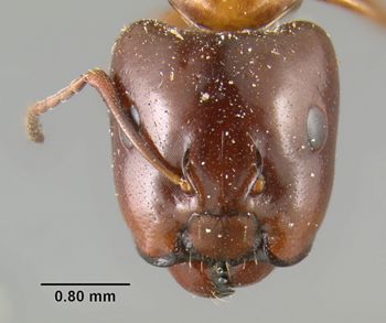Media type: image;   Entomology 303912 Aspect: head frontal view